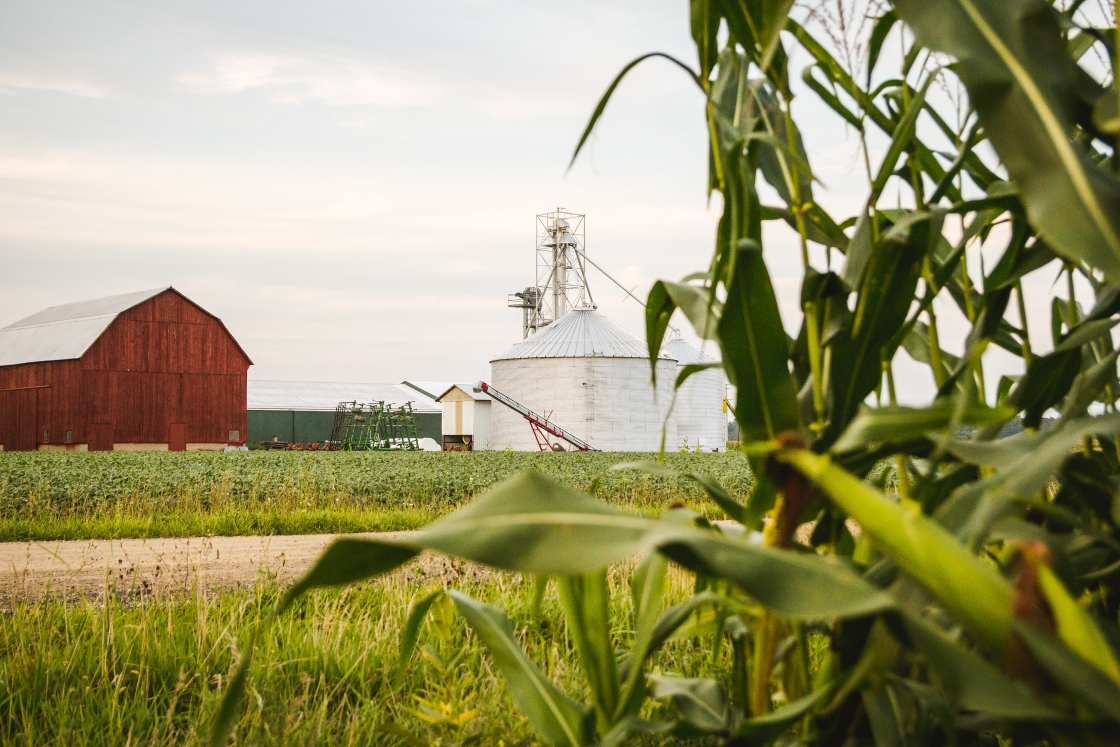 Corn field