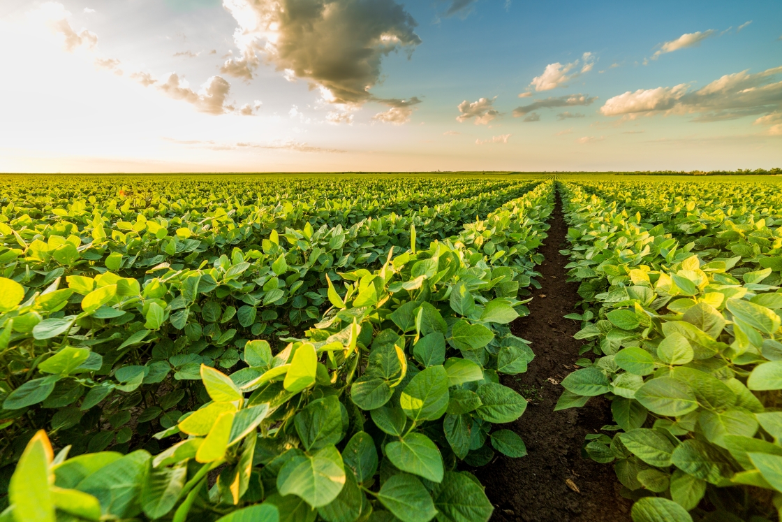 green-ripening-soybean-field-agricultural-landscape