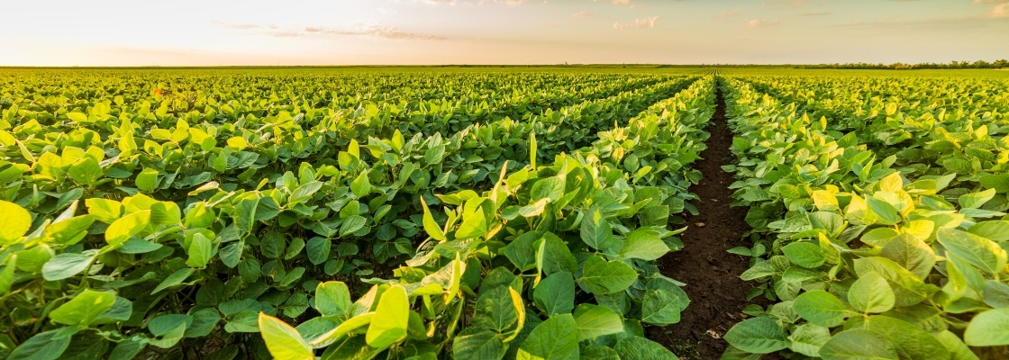 Rows of green ripened soybeans in the field