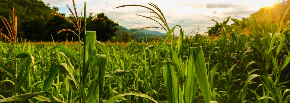 corn field