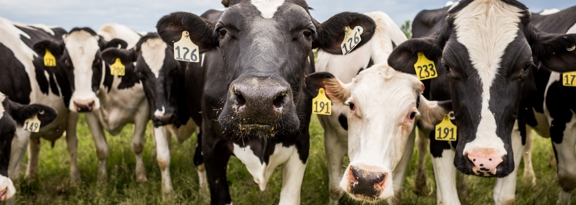 A bunch of cows looking into the camera